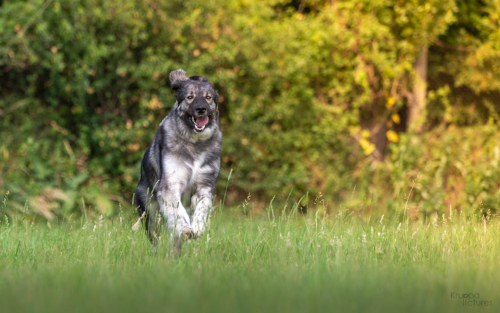 Neustart auf vier Pfoten - Grundlagentraining für Hunde aus dem Tierschutz
